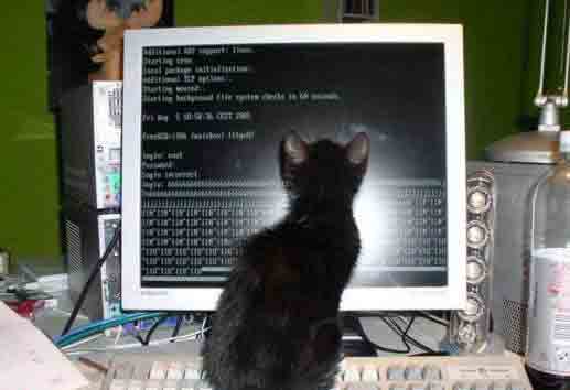 Katze-Monitor